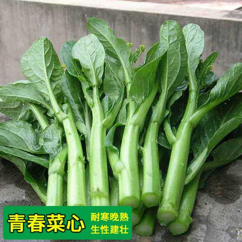 春季四九菜心秋冬种子季四季播广东青菜种籽菜种易种盆栽蔬菜种孑