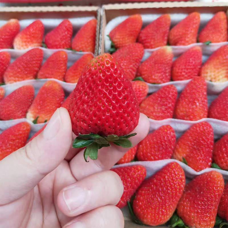 草莓新鲜现摘现发双流烘焙甜品酸草莓4盒重庆包邮时令水果商用