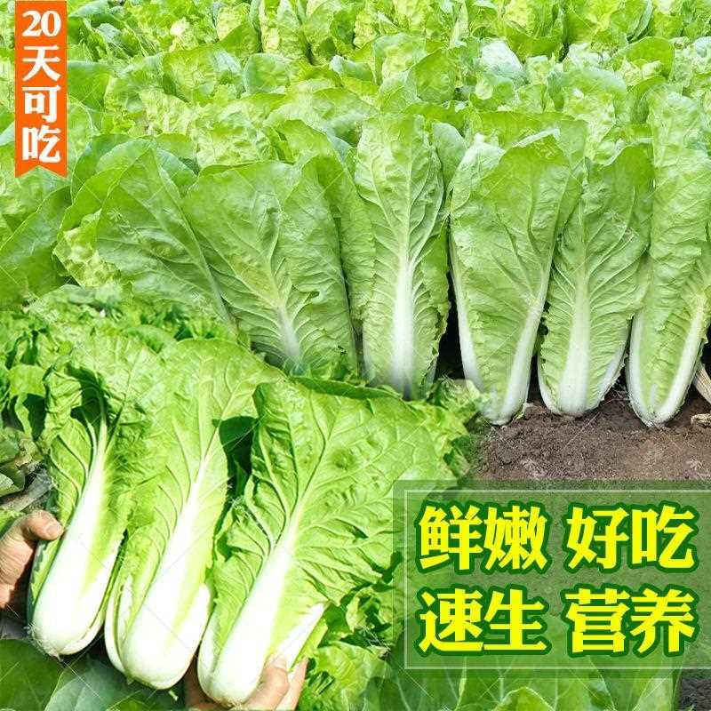 夏天菜籽耐热速生快蔬四季28早熟小白菜收获天播菜种籽种子农家菜