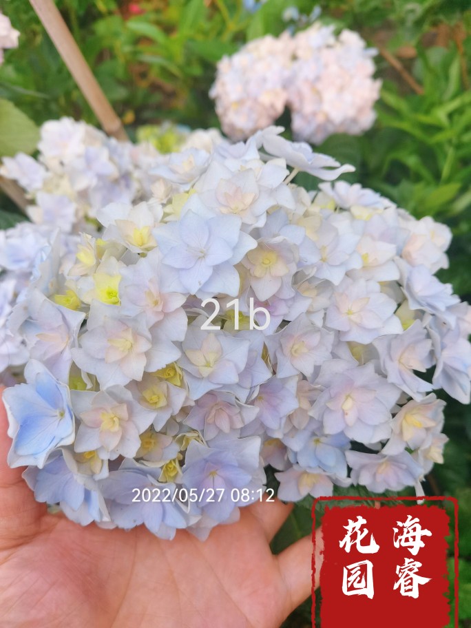 【海睿花园】绣球花苗，21B新品重瓣大花