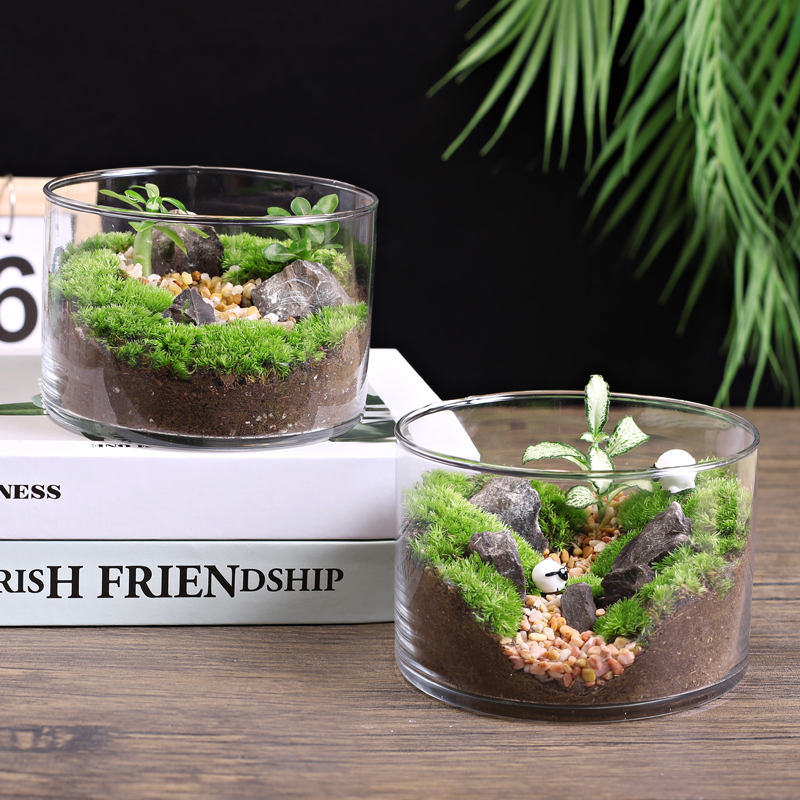 12c苔藓直筒瓶微景观生态瓶青苔创意植物DIY办公室桌面减压小盆栽