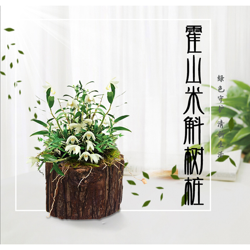 浙江3年霍山米斛石斛苗盆栽 矮壮品种新鲜可食用室内种植训化苗