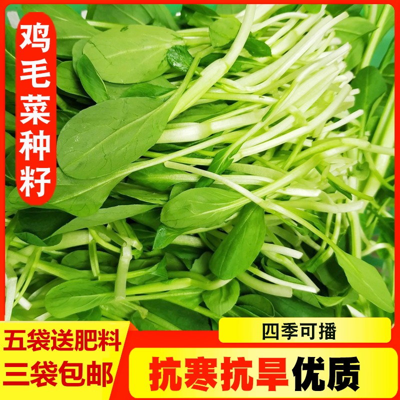 鸡毛菜种子种籽四季青菜油菜籽上海青阳台庭院盆栽蔬菜春季孑籽种