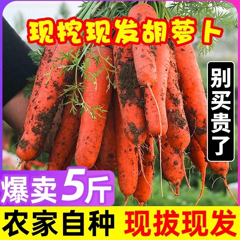新鲜水果胡萝卜蔬菜农家自种现挖红皮萝卜红萝卜包邮带泥