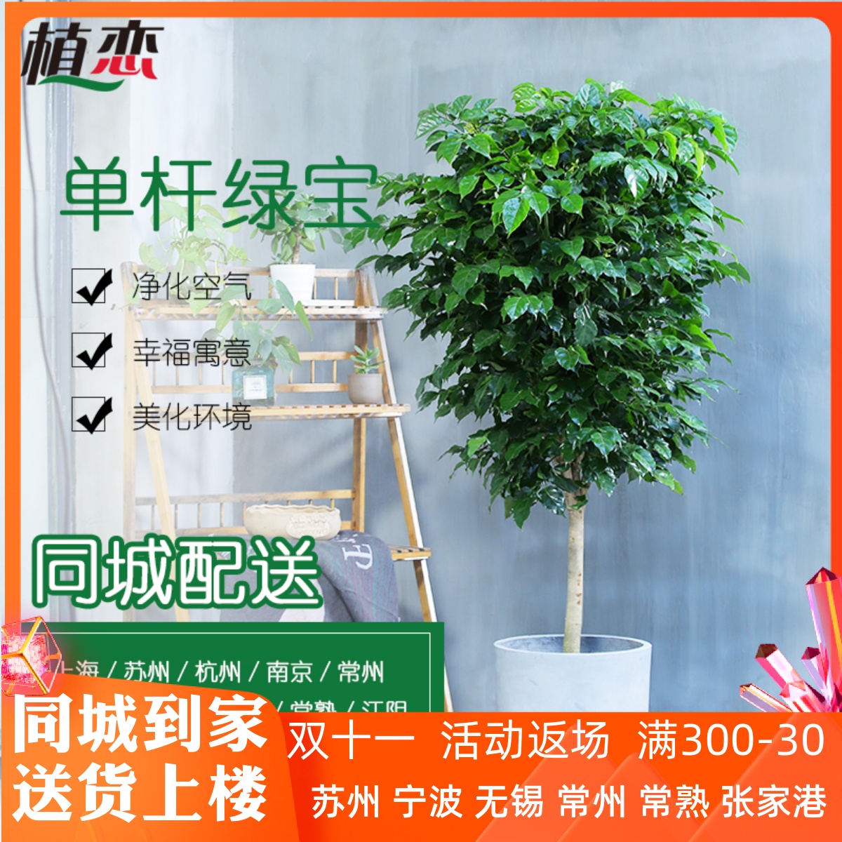绿宝幸福树盆栽室内植物客厅大型绿植盆景开业送礼苏州上海配送