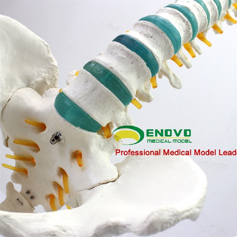 ENOVO颐诺男性人体脊柱脊椎颈椎腰椎模型中医正骨矫正培训款教具
