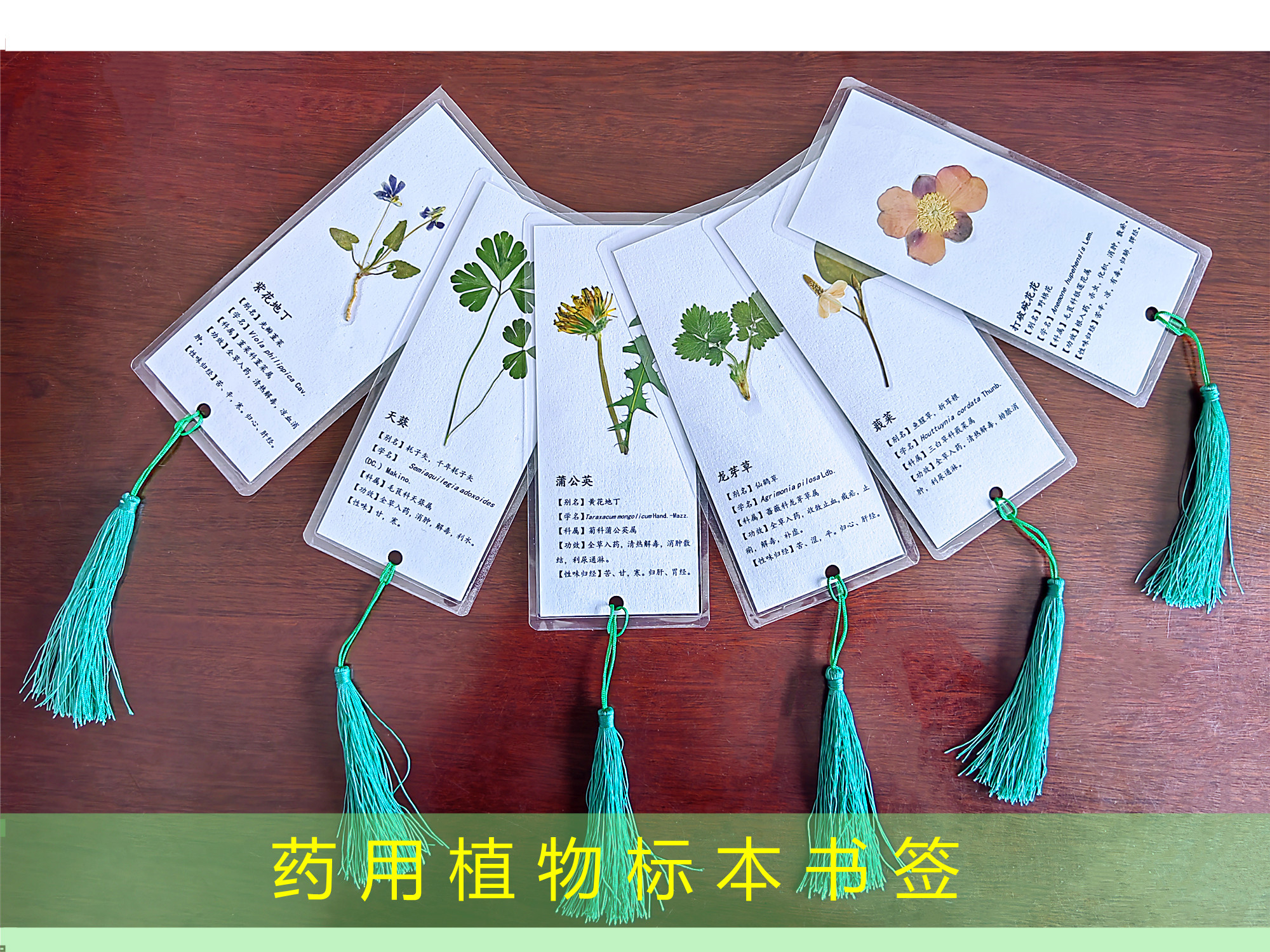 中药中医中国风民族风书签压花书签药典内容功效植物标本学生礼品