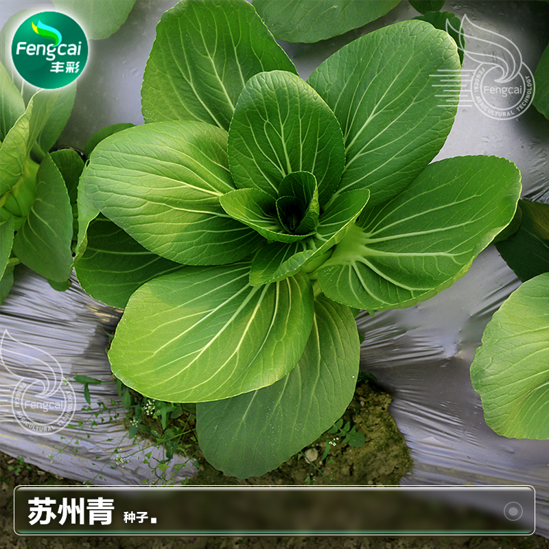 苏州青小青菜种子莱籽上海青小白菜阳台种植四季夏季蔬菜种籽种孑