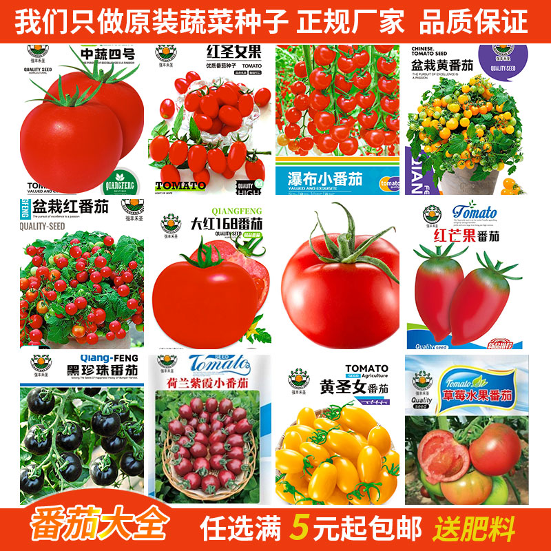 红芒果多彩小番茄种子黄圣女果铁皮水果西红柿四季盆栽蔬菜种籽孑