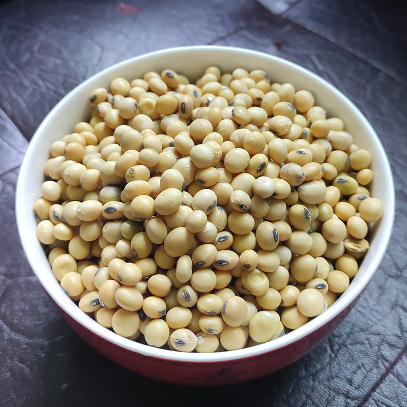 传统老品种黑脐黄豆贵州农家种植非转基因豆子中国本地大豆