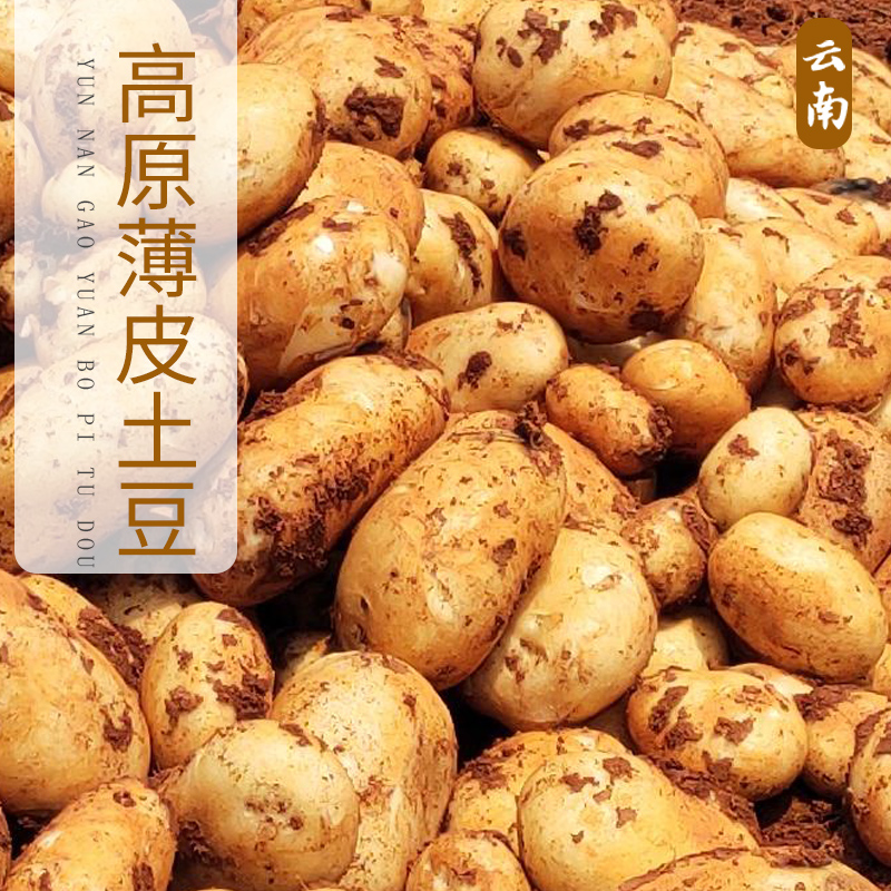 云南土豆新鲜10包邮红皮5斤新土豆大小黄心甘肃恩施定西贵州东北