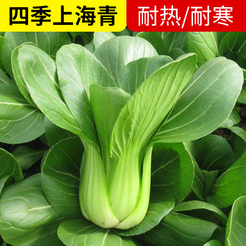 正宗上海青种子小青菜四季油菜籽种蔬菜种籽孑南方菜籽苏州青
