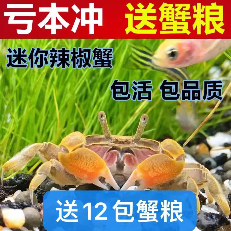 迷你辣椒蟹生态瓶鱼缸观赏小螃蟹好可以家养淡水宠物冷深豆豆活的