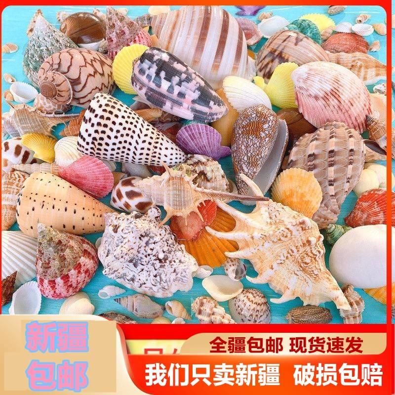 新疆西藏包邮天然贝壳海螺海星鱼缸造景装饰 打孔手工diy风铃漂流