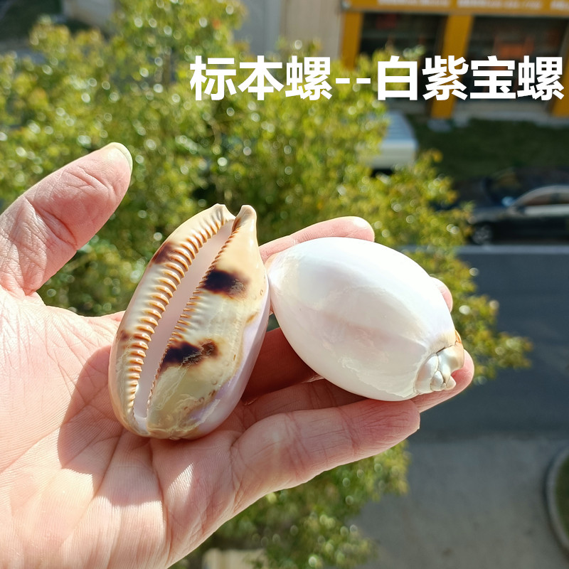 包邮新款海螺贝壳白紫宝螺去皮百眼宝螺地图宝螺鱼缸珊瑚造景标本