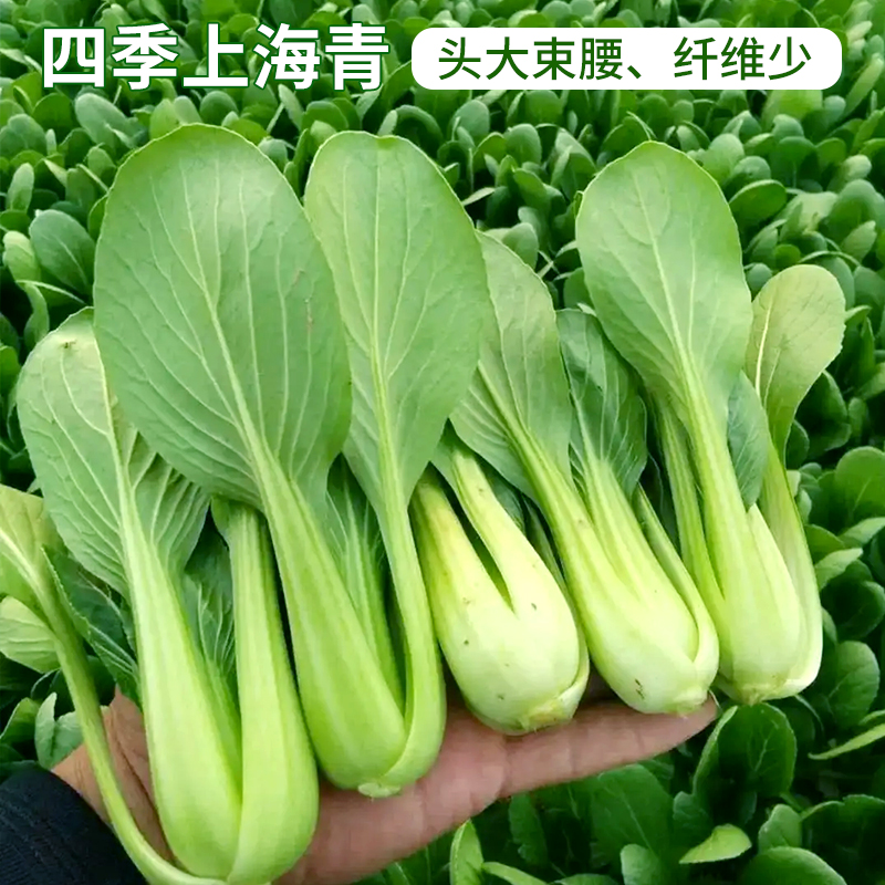 四季上海青种子小白菜黑叶油菜籽蔬菜种孑阳台盆栽南方菜籽苏州青