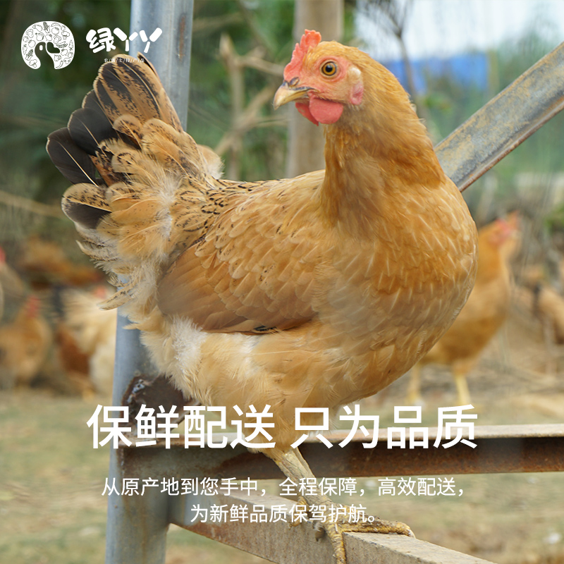 农家散养生态仔鸡安徽安庆太湖农副土特产品现杀新鲜土鸡生鲜鸡