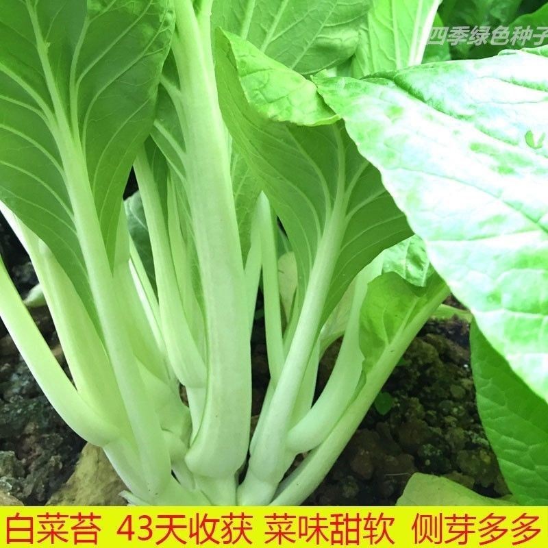 早白菜苔菜种苗四季广东菜心白菜苔苗农家青菜连续采收蔬菜种子苗