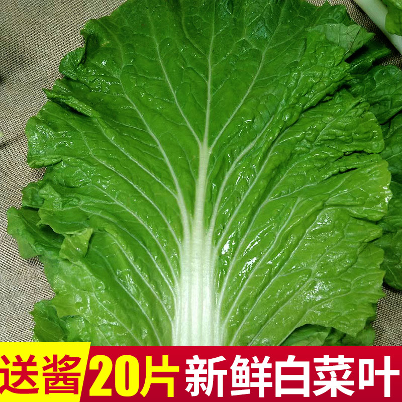 新鲜大白菜叶东北农家蔬菜包饭包白菜叶子蘸酱菜现摘产地直发包邮