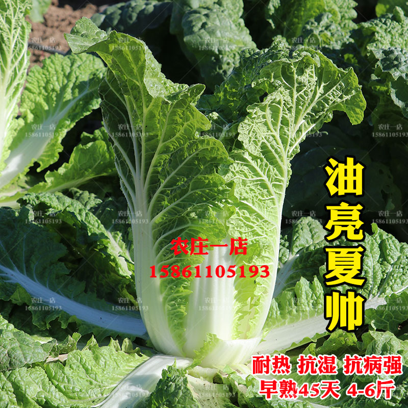 夏播耐热大白菜种子种籽山东黄心胶州种孑抗病耐湿早熟45天4到6斤