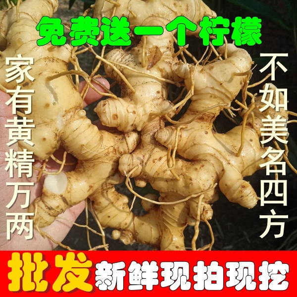 贵州现挖新鲜黄精鲜货老虎姜5-8年天然黄精鸡头参大黄姜 煲汤泡酒