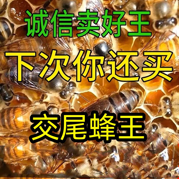 中蜂蜂王土蜂优质种良高产蜜新开产卵双色阿坝土蜂【顺丰速发】
