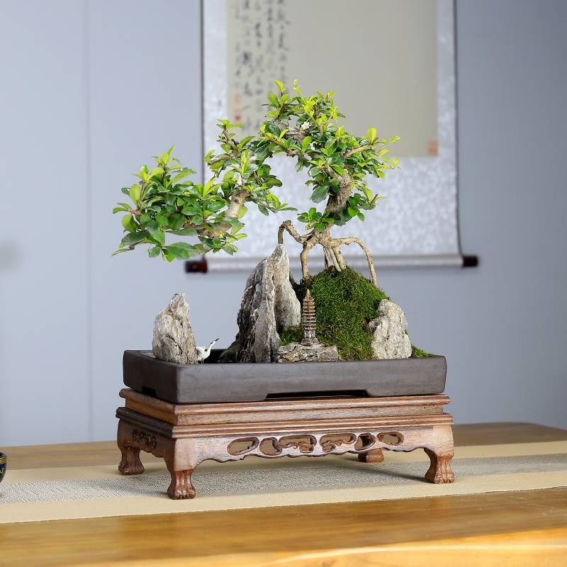 小叶福建茶山水假山盆景造型老桩植物室内客厅办公室茶室绿植盆栽