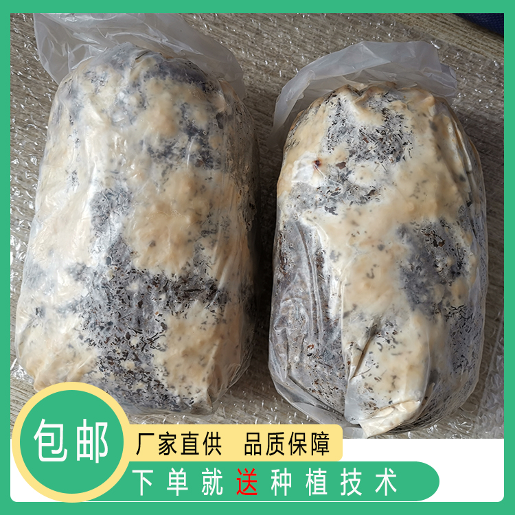 羊肚菌种子三级栽培种新款送管理技术厂家直销750g包邮中国大陆