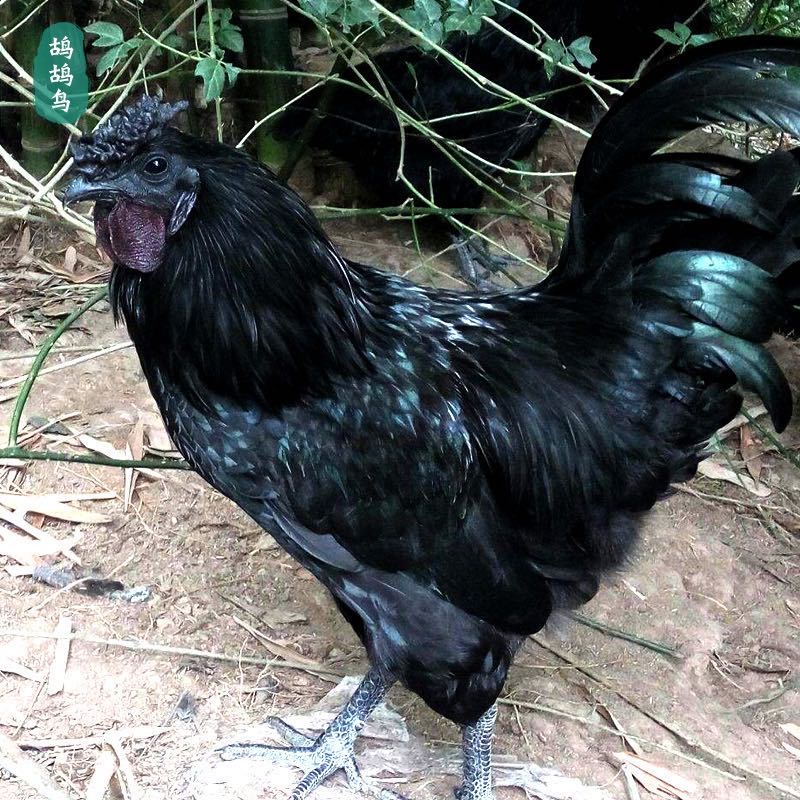 新款中国大陆土鸡乌骨鸡土老公鸡月子鸡农村散养1年以上5斤活鸡