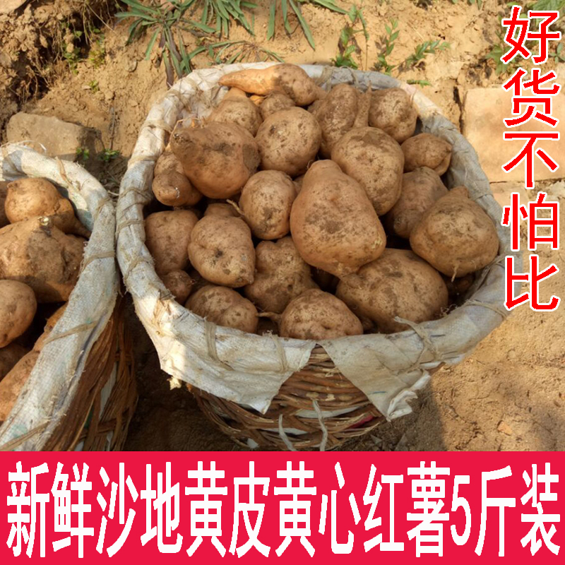 卢龙新鲜红薯黄皮黄心沙地农家自种番薯黄瓤北京红地瓜蜜薯糖心