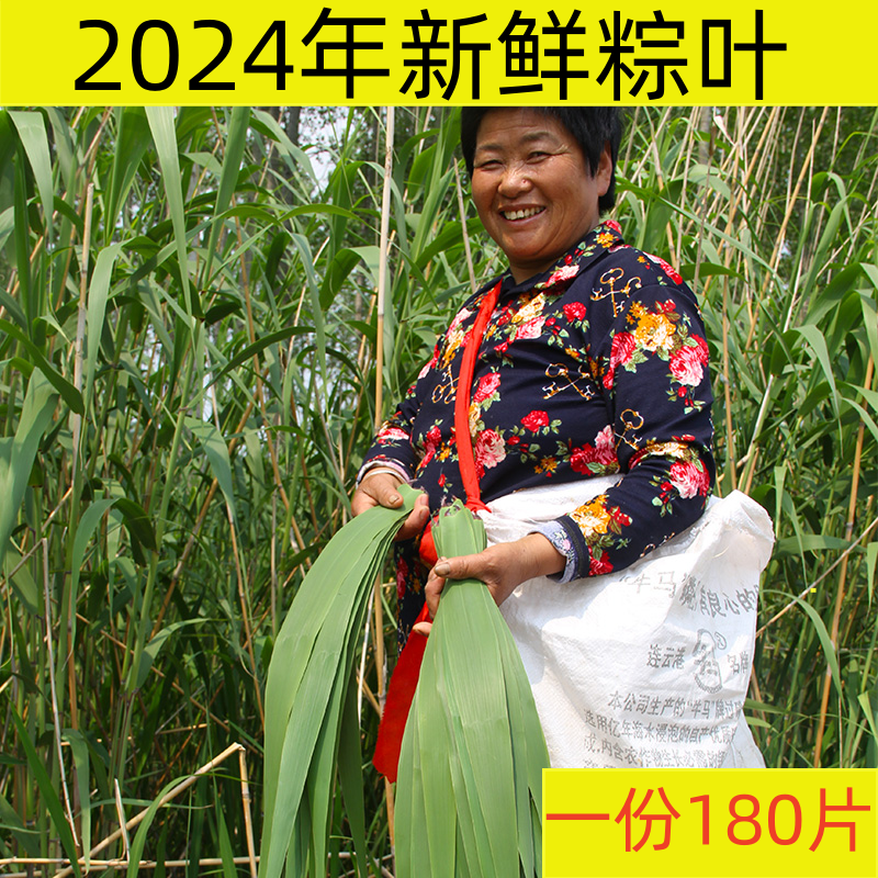 2024年现货 新鲜芦苇叶 大粽叶端午包粽子叶精选180片