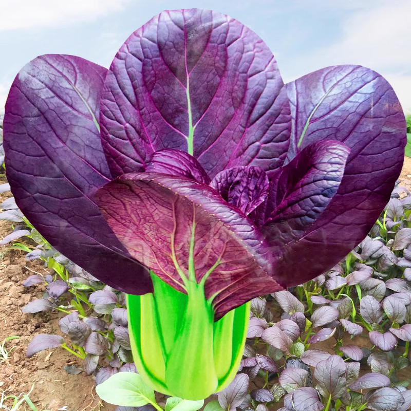 紫油菜种春秋冬季苏州青青梗菜种子庭院阳台青菜种籽四季蔬菜种孑