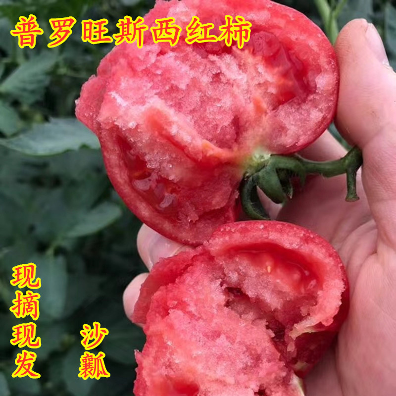 烟台海阳普罗旺斯西红柿水果番茄新鲜采摘自然熟沙瓤4斤包邮