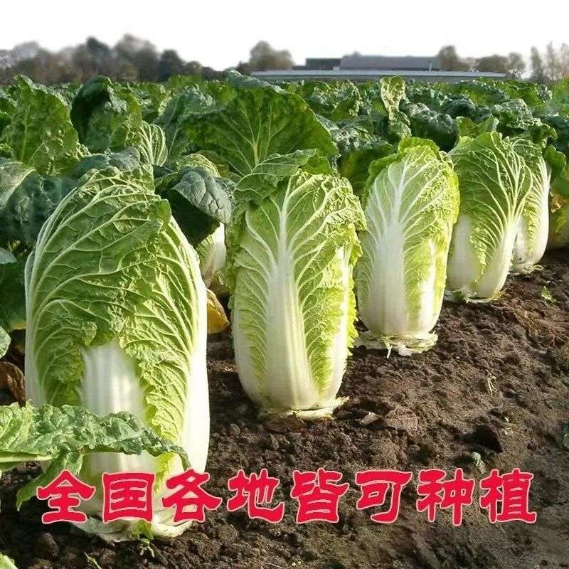 大白菜种子高产抗病山东白菜籽上海青抗病抗寒热小白菜蔬菜种子