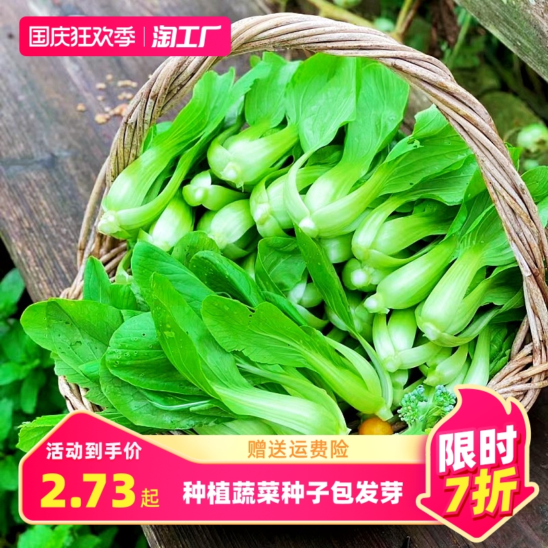 鸡毛菜种子种籽小白菜青菜油菜上海青蔬菜菜籽菜种孑大全籽种萝卜