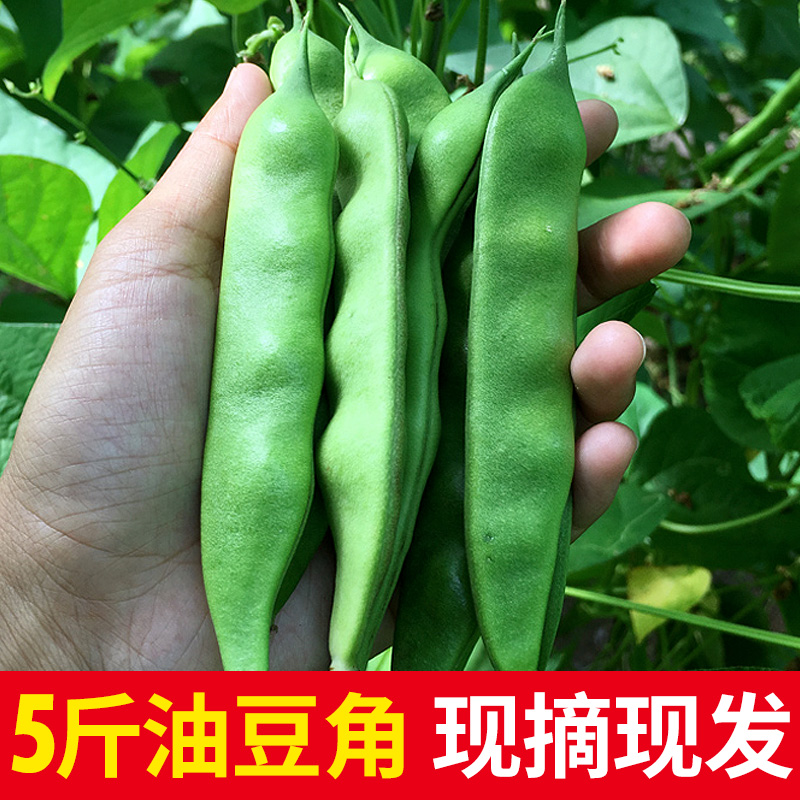 东北油豆角农家新鲜蔬菜特产九月青开锅烂面油豆角现摘现发包邮5
