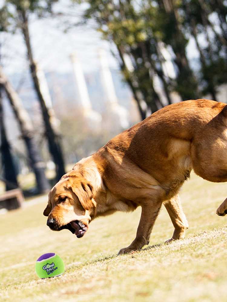 贵为发声弹力网球狗狗玩具球三个装磨牙耐咬互动巡回训犬宠物用品