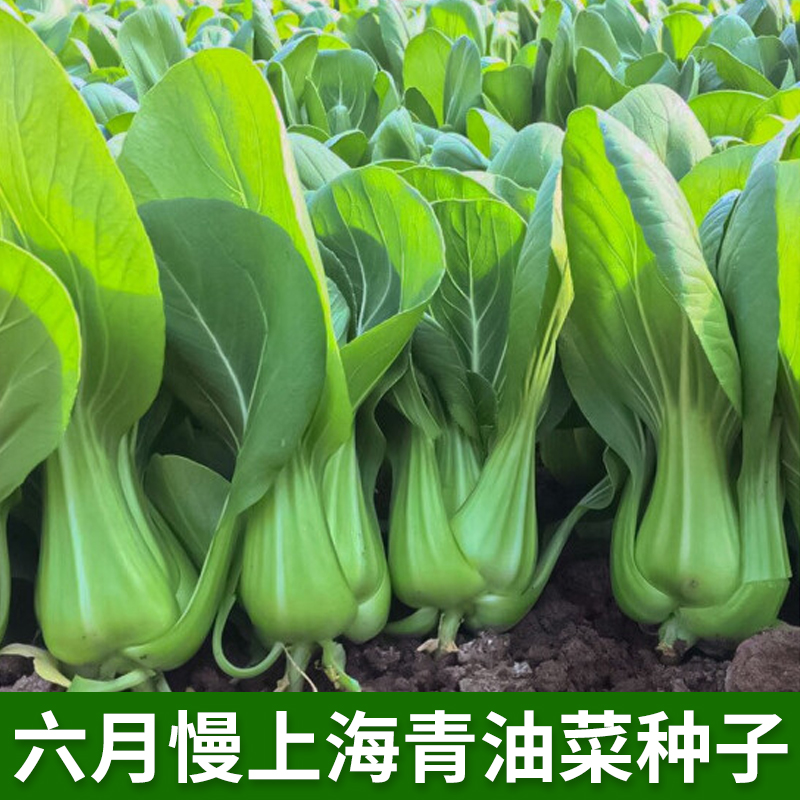 六月慢上海青油菜种子春秋农田菜园盆栽叶片肥厚小青菜蔬菜种籽孑