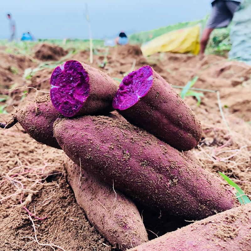 沂蒙山特产新鲜紫薯地瓜农家自种紫心地瓜紫番薯红薯五斤装包邮价