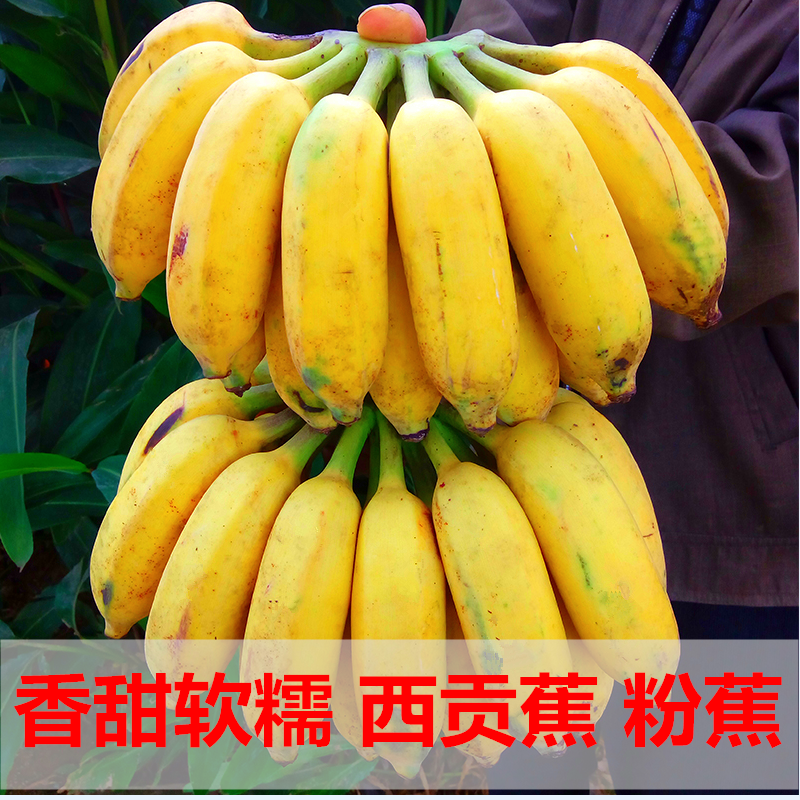 广西新鲜香 西贡苹果粉蕉水果 Banana非海南皇帝蕉小米蕉10斤包邮