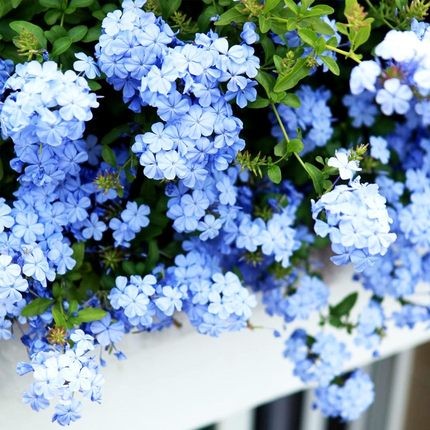 蓝雪花盆栽带花苞室外庭院绿植室内阳台花卉四季开花好养植物大苗
