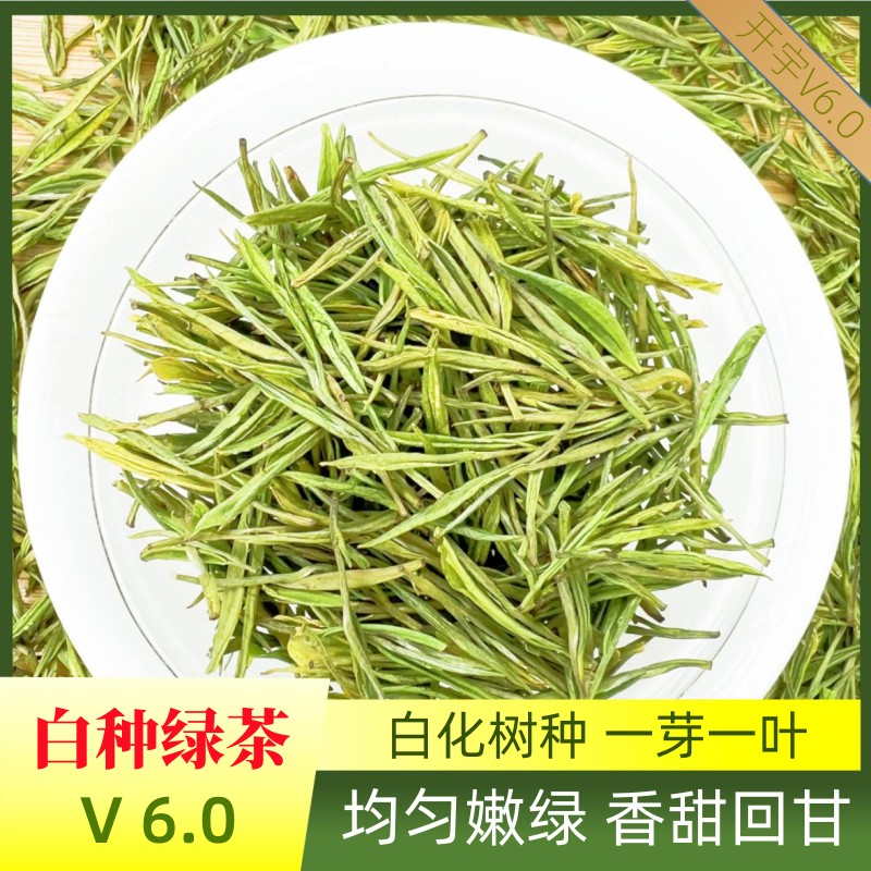 【V6.0白种绿茶】2024新茶茶叶四川雅安特色白化茶树品种浙江工艺