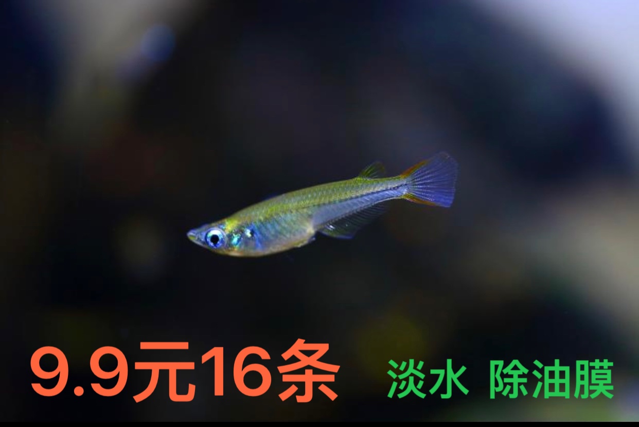 原生桂系青鱂 小型淡水鱼除油膜 观赏好养耐活 灯光下呈蓝色眼睛