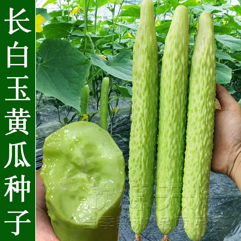 超长白玉黄瓜种子春四季播阳台盆栽高产甜脆白黄瓜蔬菜种孑菜种子