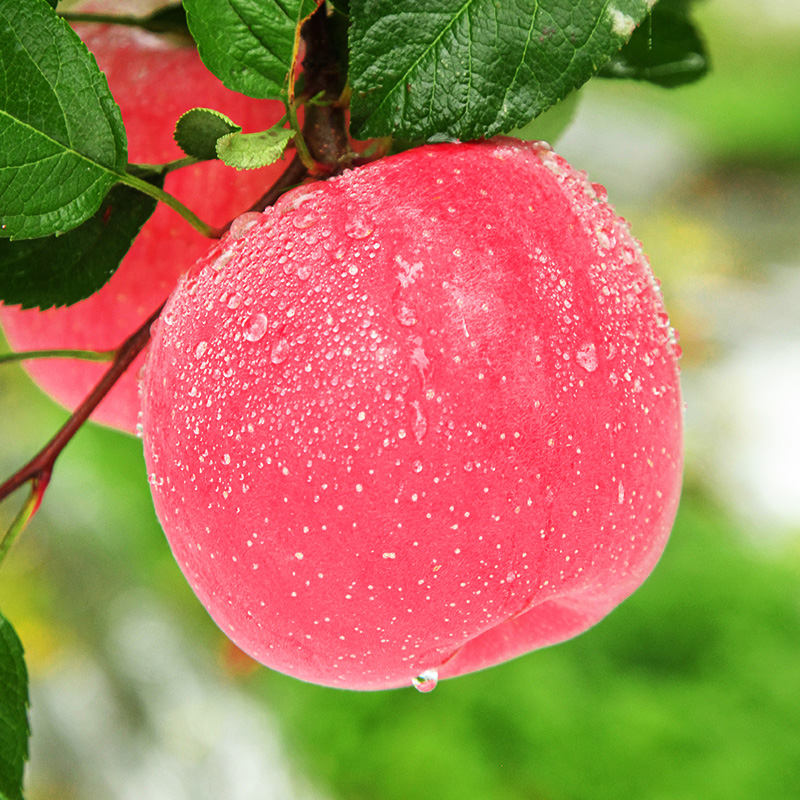 陕西红富士苹果9斤水果新鲜当季丑萍果整箱平果大脆甜一级冰糖心