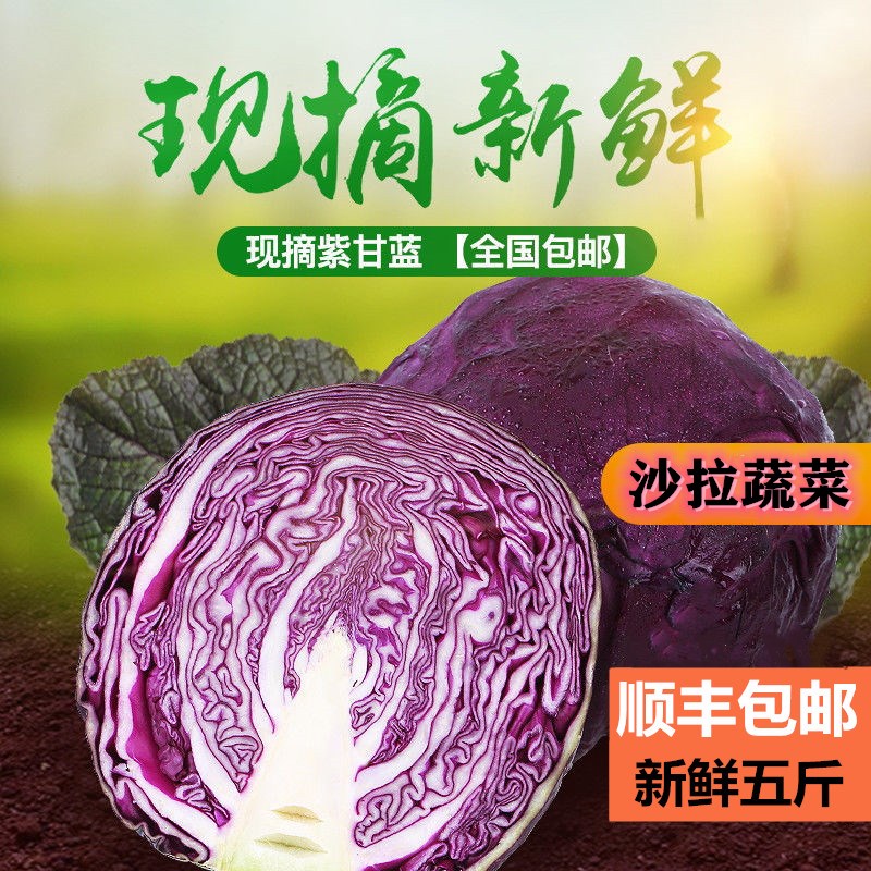 山东新鲜蔬菜生吃沙拉菜紫甘蓝紫椰菜5斤包邮紫包菜卷心菜椰菜
