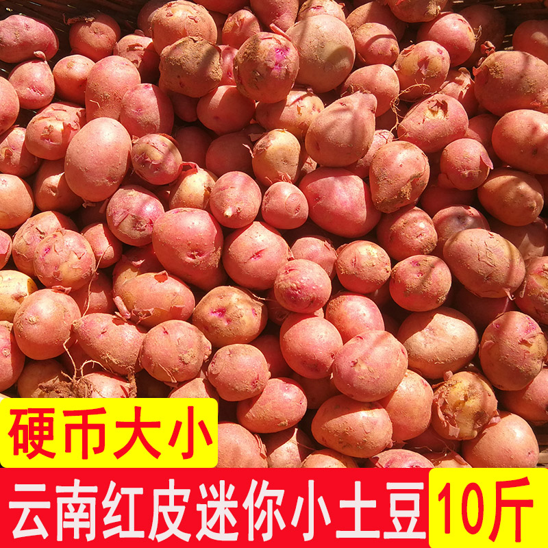 云南新鲜红皮小土豆迷你洋芋粉糯农家自种黄心马铃薯现挖现发9斤