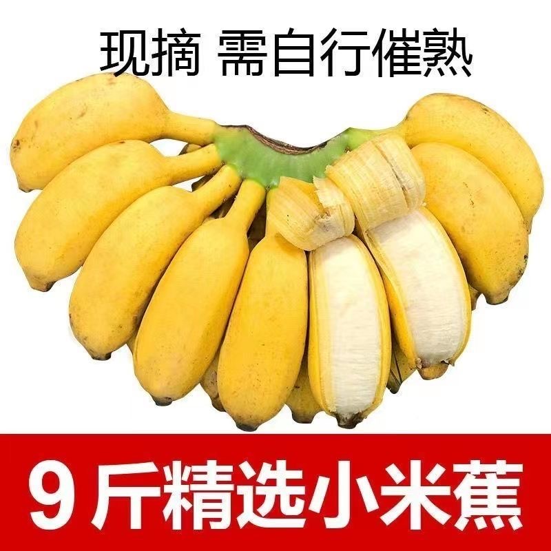 精选广西小米蕉芭蕉当季现摘新鲜水果9斤净重包邮自然熟