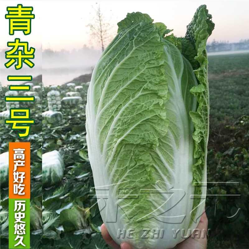 种子新货孑种种大白菜籽青岛四季王耐寒秋季冬山东胶州不