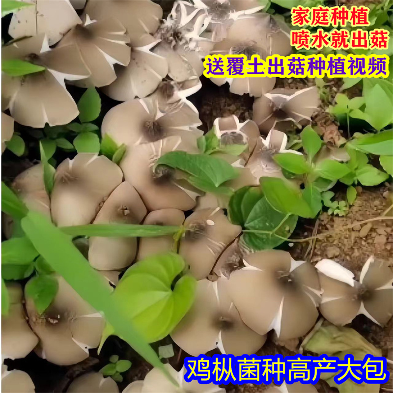 云贵川鸡枞菌籽种子高产菌菇伞把菇菌包三塔菌食用栽培种鸡枞菌种